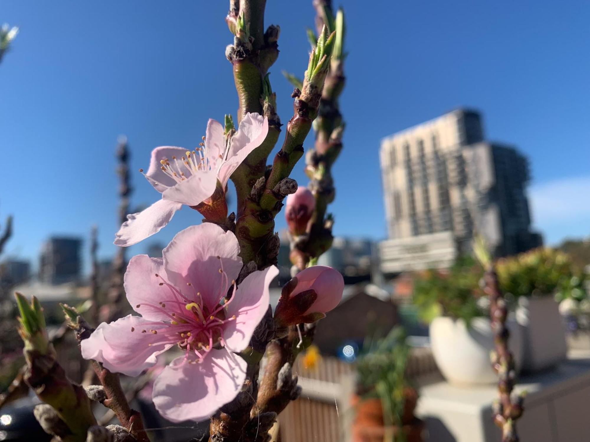 George - Luxe With Private Rooftop * Adelaide
